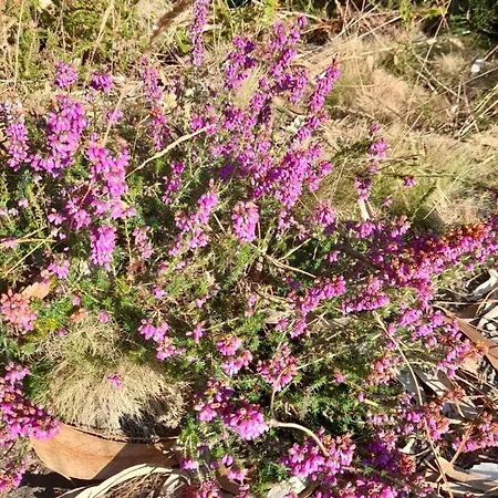 Bed & Breakfast Casa Da Varanda Carreco