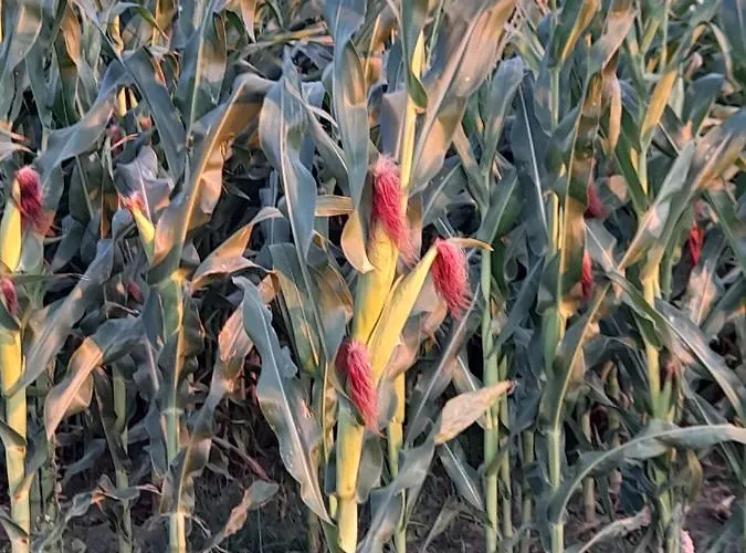 Bed & Breakfast Casa Da Varanda *