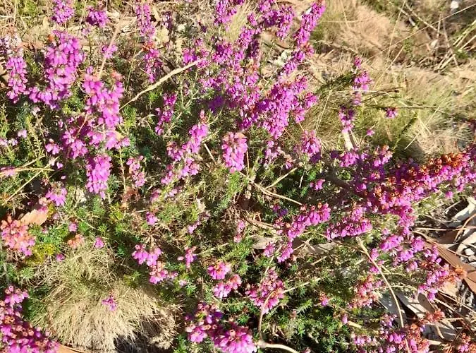 Bed & Breakfast Casa Da Varanda Carreco