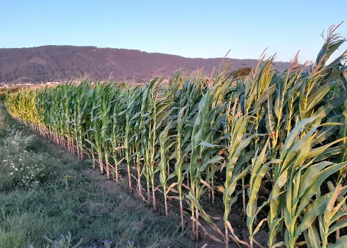 Casa Da Varanda Bed & Breakfast *